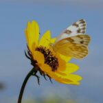 Butterfly on a yellow flower representing quiet power in friendship—symbol of emotional boundaries, gentle resilience, and graceful strength